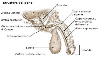 che tipo di pene piace a una donna